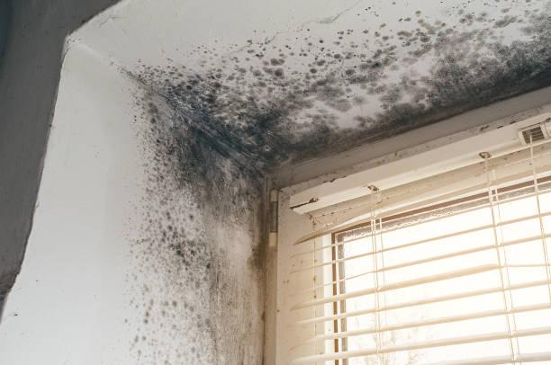 Affordable Mold Remediation solutions in Yacolt, WA